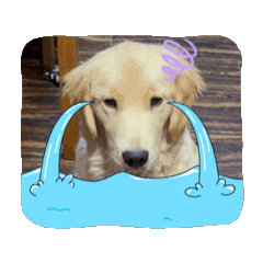 [LINEスタンプ] 名犬きなこの日常