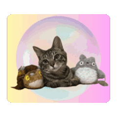 [LINEスタンプ] キジトラのショウちゃん（挨拶part3）