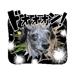 [LINEスタンプ] 愛犬スタンプ(イタプー)
