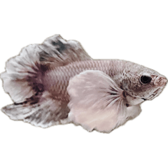 [LINEスタンプ] Betta friend 2