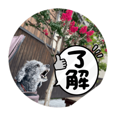 [LINEスタンプ] うちのわんこ！トイプードルのアビー
