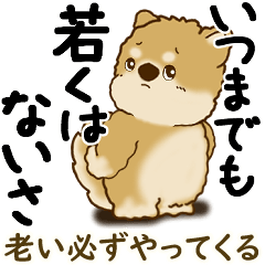[LINEスタンプ] 柴犬 『誰だって年を取るのよ』2025