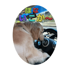 [LINEスタンプ] 名犬きなこの日常➕猫