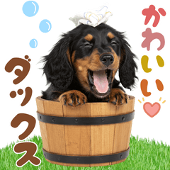 [LINEスタンプ] ダックスパート♡ゆるい日常スタンプ