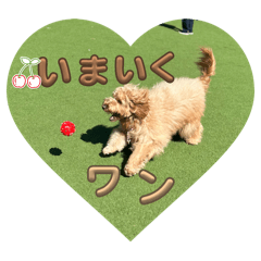 [LINEスタンプ] 可愛い過ぎて困るチポトイ