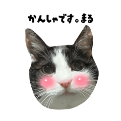 [LINEスタンプ] まるちゃんのいろんな顔
