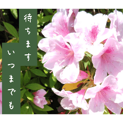 [LINEスタンプ] 謙虚な躑躅