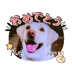[LINEスタンプ] ゆりちゃんのsutanpu