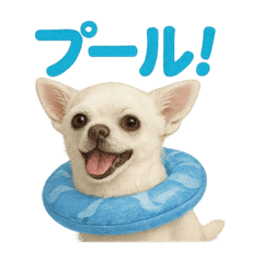 [LINEスタンプ] 夏だ！リアルすぎるチワワのLINEスタンプ
