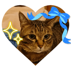 [LINEスタンプ] うちのねこ！たち