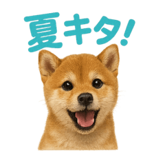 [LINEスタンプ] リアルすぎる豆柴！夏に使いたい柴犬編
