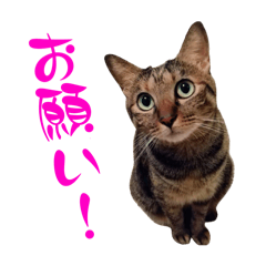 [LINEスタンプ] キジトラねこ、ミコ 3