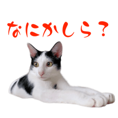 [LINEスタンプ] ネコのこちー1