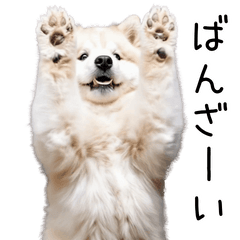 [LINEスタンプ] 動く！サモエドの日常