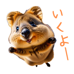 [LINEスタンプ] ハッピーアニマル_クオッカワラビー35