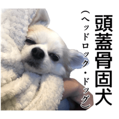 [LINEスタンプ] 賢賢犬（かしこかしこドッグ）1