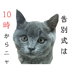 [LINEスタンプ] ブリショーつみれの葬儀屋さん その2