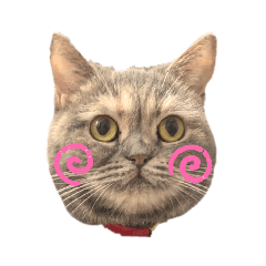 [LINEスタンプ] 立ち耳スコの柚子ちゃん