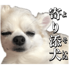 [LINEスタンプ] 賢賢犬（かしこかしこドッグ）2