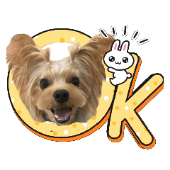 [LINEスタンプ] ヨーキーのフィガロ