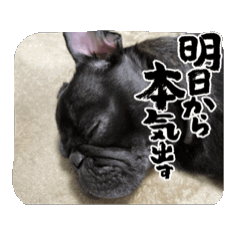 [LINEスタンプ] カイとの一日