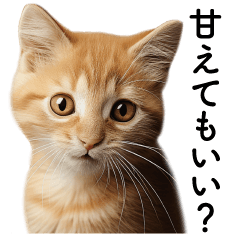 [LINEスタンプ] 彼氏(夫)に甘える子猫ミーム