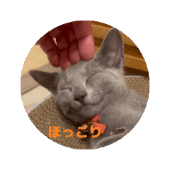 [LINEスタンプ] ロシアンブルーのルナちゃん