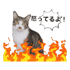 [LINEスタンプ] 保護猫シンとテンの物語