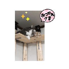 [LINEスタンプ] 仲良しニャンズ1