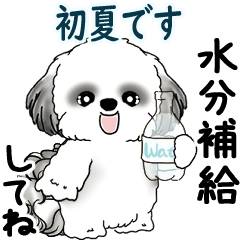 [LINEスタンプ] B＆W動くシーズー犬 2025 「初夏」