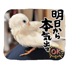 [LINEスタンプ] うちの小鳥ちゃんの日常アニメーション♡