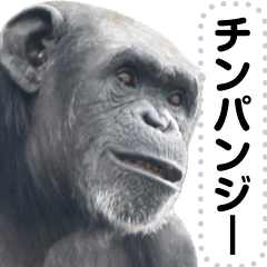 [LINEスタンプ] チンパンジーのメッセージスタンプ