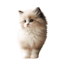 [LINEスタンプ] 愛らしいラグドールの子猫のスタンプ