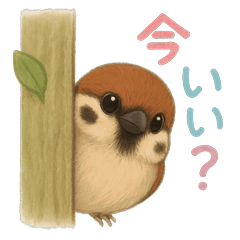 [LINEスタンプ] 毎日使える可愛いスズメたち