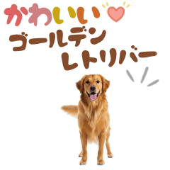 [LINEスタンプ] いつでも使えるゴールデンレトリバー
