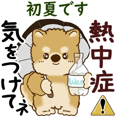 [LINEスタンプ] 動く柴犬 2025 「初夏」