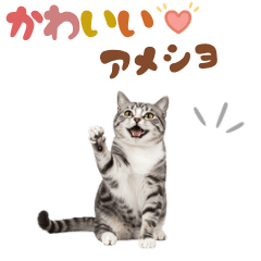 [LINEスタンプ] いつでも使えるアメショ