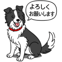 [LINEスタンプ] ボーダーコリー (ブラック＆ホワイト)