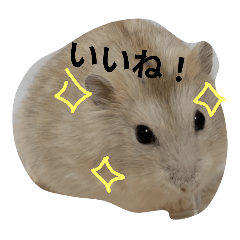 [LINEスタンプ] Myハムくんのスタンプ