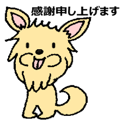 [LINEスタンプ] チワワのコハちゃん