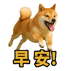 [LINEスタンプ] 柴犬シリーズ〜第2弾〜