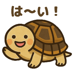 [LINEスタンプ] かわいいリクガメたちのスタンプ
