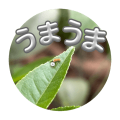 [LINEスタンプ] チョウが多めのスタンプ