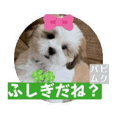 [LINEスタンプ] パピ〜時代のムクちゃんです