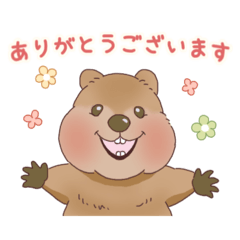 [LINEスタンプ] クオッカときどきコアラ