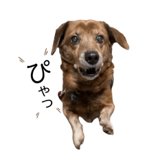 [LINEスタンプ] 愛犬ことらの使えるスタンプ(13)