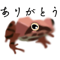 [LINEスタンプ] タゴガエルスタンプ