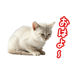 [LINEスタンプ] 可愛い子猫の日常-6