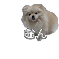 [LINEスタンプ] ふわりの日常すたんぷ1
