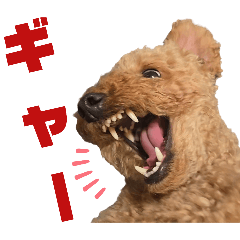 [LINEスタンプ] トイプードルのもち24